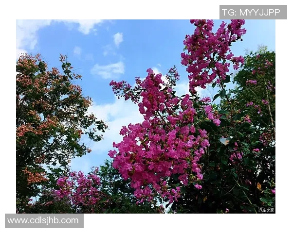 南京足球队逆袭之路:从低谷到巅峰的精彩历程与奋斗精神 南京足球队逆袭之路:从低谷到巅峰的精彩历程与奋斗精神